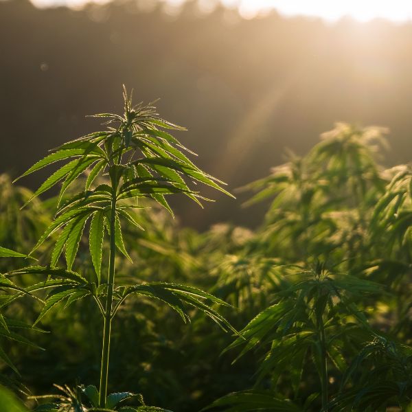 Sun rays shining through a hemp field